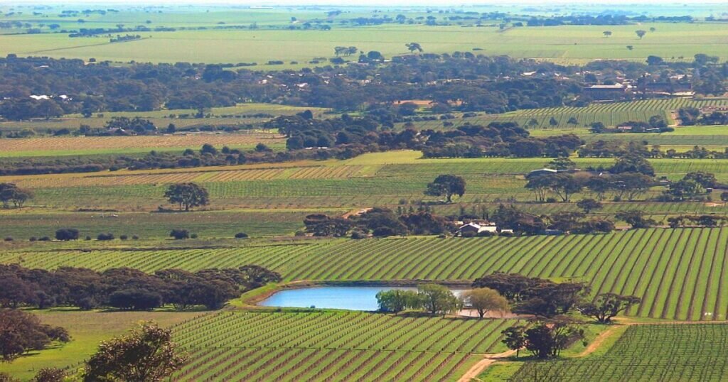 Rolling hills of vineyards in Barossa Valley with grapevines and a wine cellar in the background.