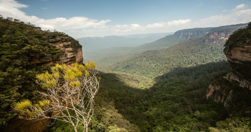 The Three Sisters rock formation is surrounded by eucalyptus forests in the Blue Mountains at sunset.