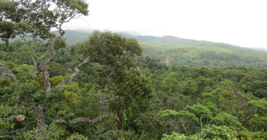 Dense, lush greenery of the ancient Daintree Rainforest with misty treetops.