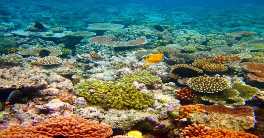 Crystal-clear waters with colorful coral reefs teeming with marine life in the Great Barrier Reef.