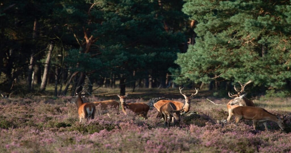  Expansive heathlands and woodlands under a bright blue sky in Hoge Veluwe National Park.