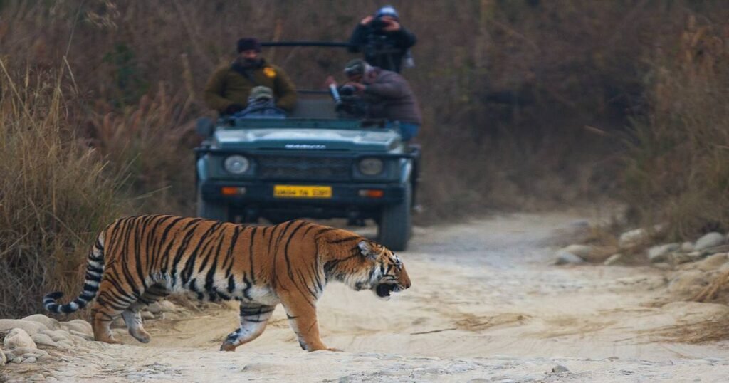 A jeep safari group spotting a tiger in Jim Corbett National Park.