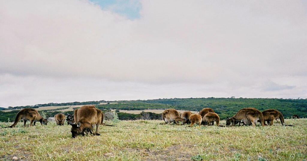 A kangaroo hopping along the grassy fields with the blue ocean in the background on Kangaroo Island.