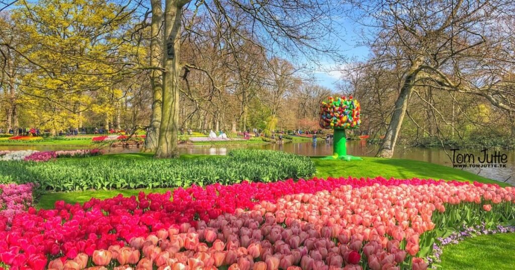 A vibrant display of blooming tulips in various colors at Keukenhof Gardens, with trees and pathways in the background.