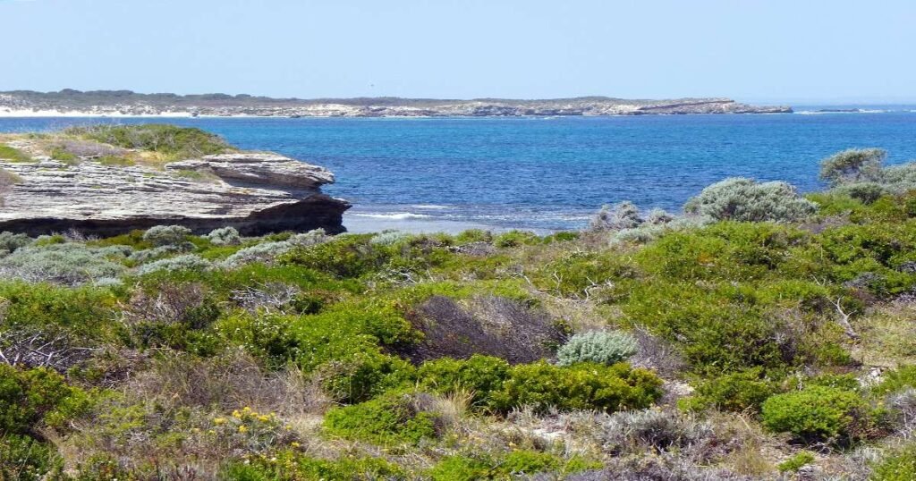 A smiling quokka standing on the sandy shores of Rottnest Island with turquoise waters in the background.