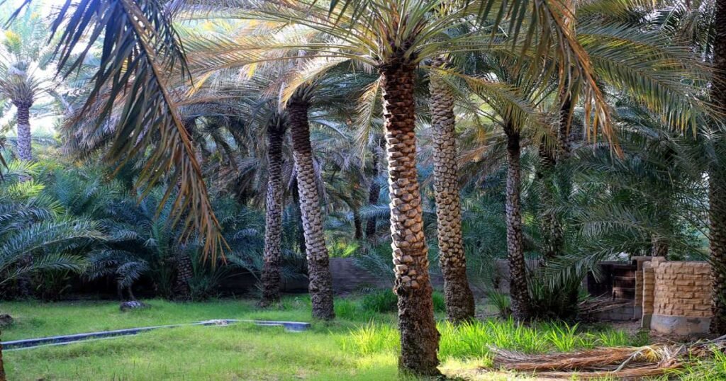 "A tranquil walkway through the lush palm groves of Al Ain Oasis, with the traditional falaj irrigation system visible along the path."