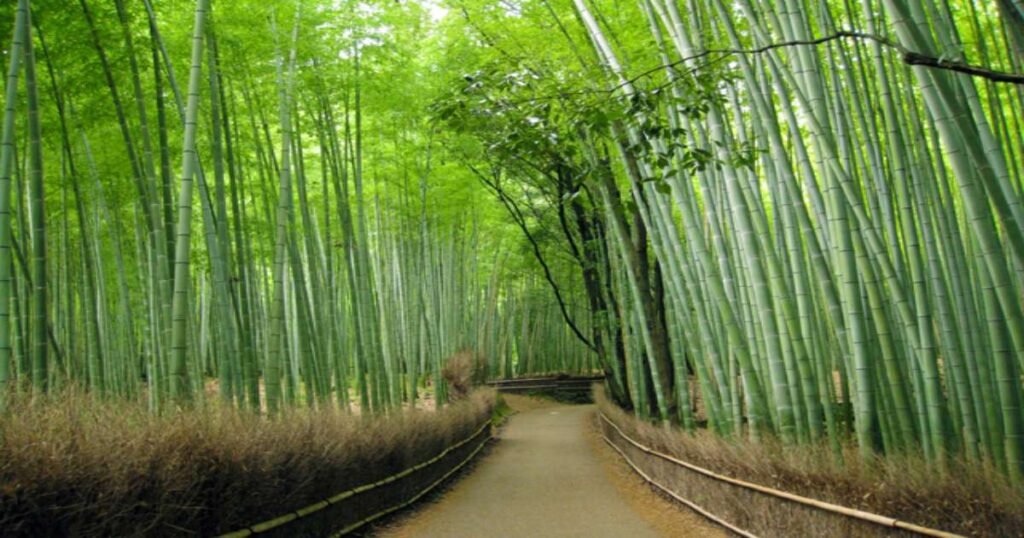 "Towering green bamboo stalks creating a serene pathway in the Arashiyama Bamboo Grove."