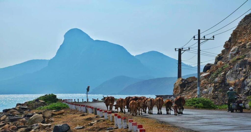 "Pristine white sandy beach with turquoise waters and lush greenery on the Con Dao Islands, Vietnam."