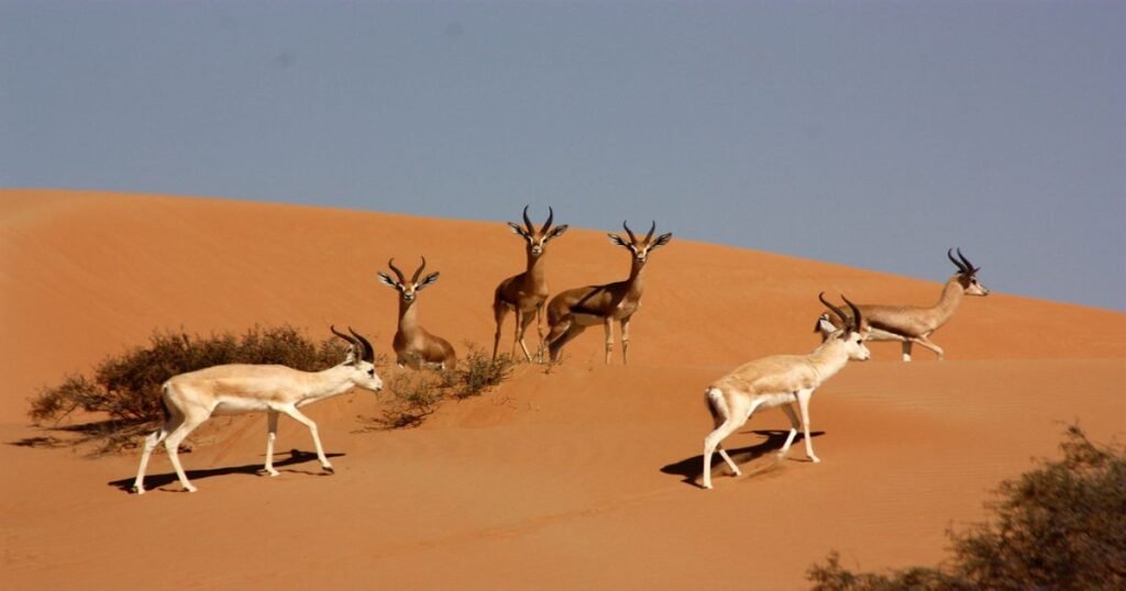 Arabian oryx roaming in the golden sands of the Dubai Desert Conservation Reserve