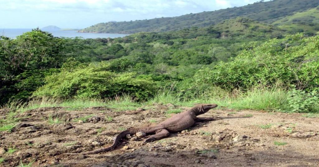  "Komodo dragon walking on a sandy path in Komodo National Park."