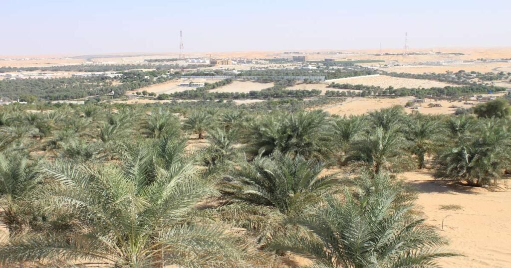 Golden sand dunes at Liwa Oasis stretching across the horizon.