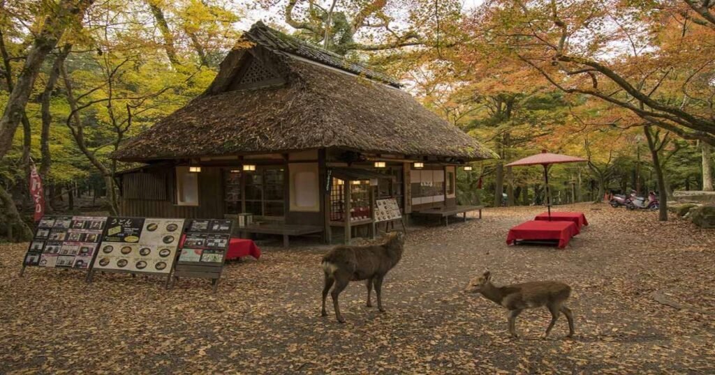 "Sika deer roaming freely in the lush green surroundings of Nara Park."