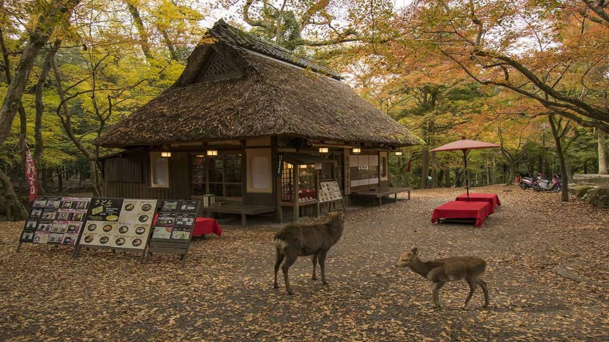 Exploring The Top 15 Tourist Attractions In Japan: