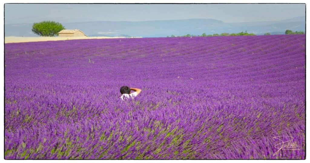 A sea of purple lavender fields in Provence.