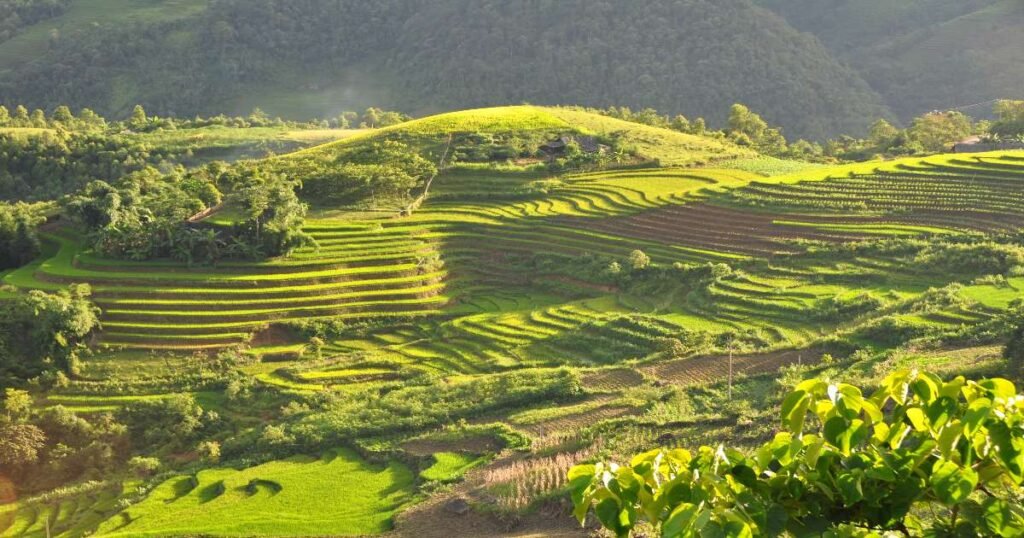 "Vibrant green terraced rice fields with mist-covered mountains in the background in Sa Pa, Vietnam."