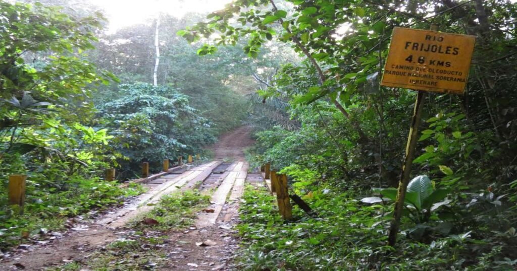 “Dense tropical rainforest of Soberanía National Park, with towering trees and lush undergrowth teeming with wildlife.”