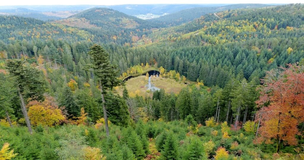 The lush greenery and dense woodlands of the Black Forest in Germany, dotted with traditional half-timbered houses