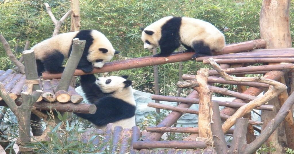 "A giant panda lounging in bamboo at the Chengdu Giant Panda Research Base."