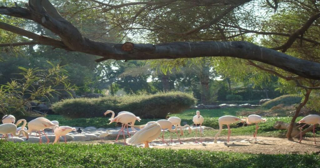 Flamingos at Al Areen Wildlife Park & Reserve in Bahrain.