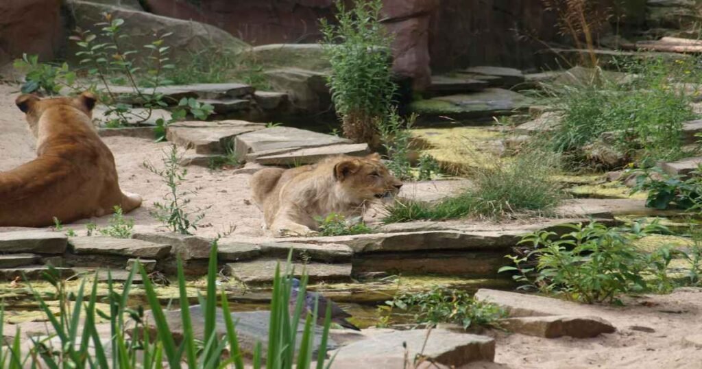 "Lions resting at Antwerp Zoo  surrounded by lush garden."