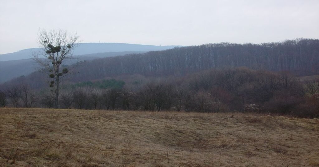 “The rocky trails of the Bakony Mountains with limestone formations.”