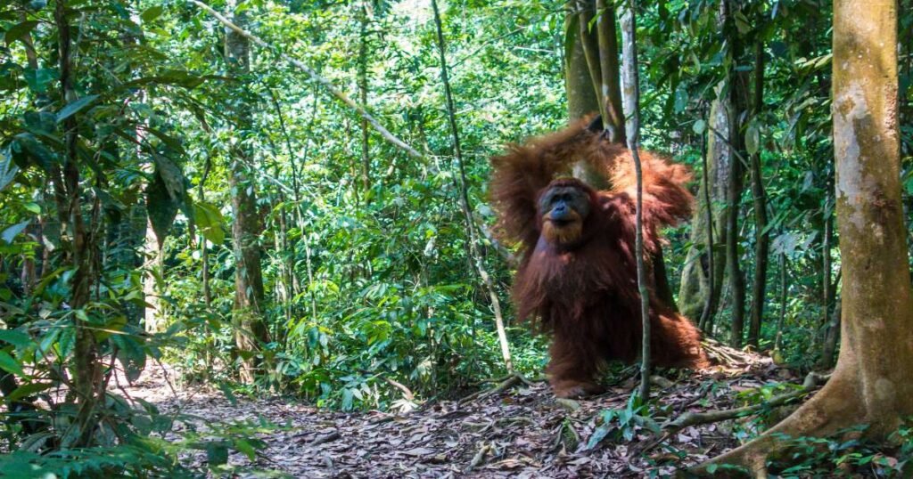 “Jungle trekking in Bukit Lawang, Sumatra, with lush greenery and the Bohorok River visible.”