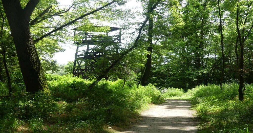 “The Gemenc Forest with dense trees lining the banks.”