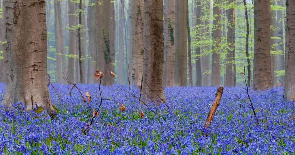 "Hallerbos Forest floor covered in a sea of bluebells, creating a magical purple-blue landscape."