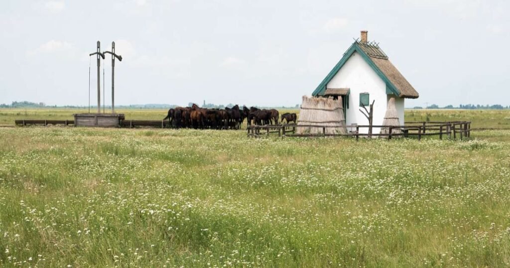 “Traditional Hungarian horsemen riding across the vast plains of Hortobágy National Park.”