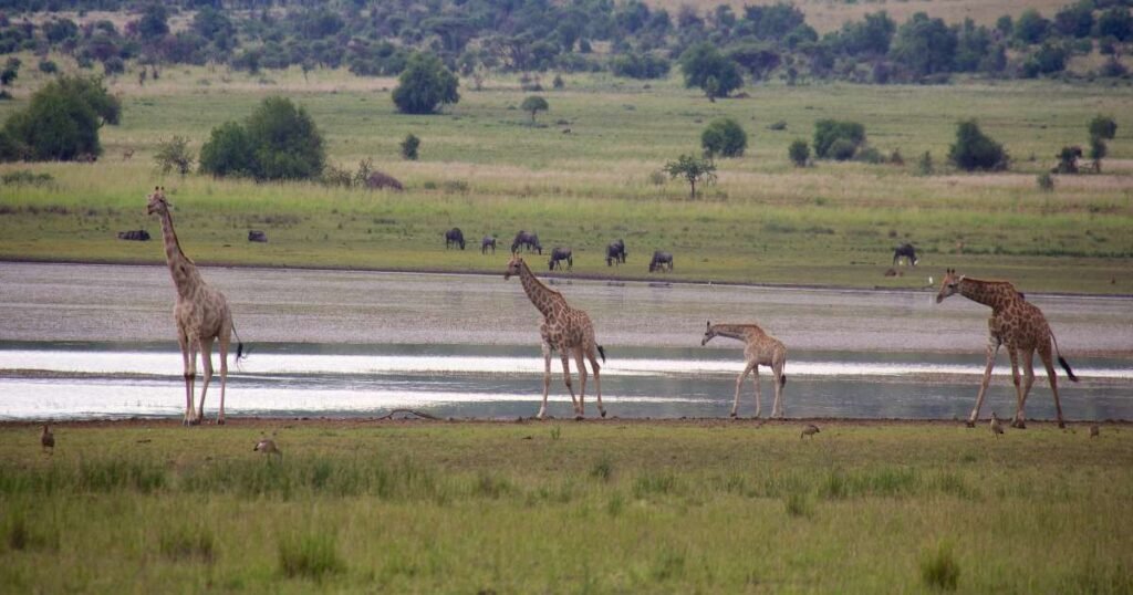 "A herd of giraffes grazing with the Pilanesberg national park."