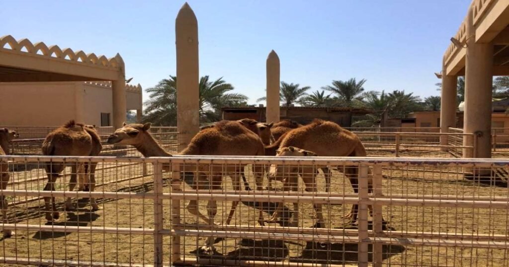 Camels resting at the Royal Camel Farm in Bahrain under clear skies.