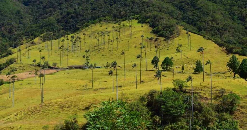 “Towering wax palm trees in the lush Cocora Valley, with Andes Mountains in the background.”