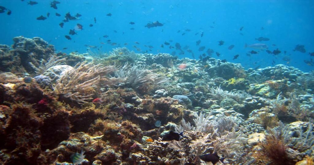 “Colorful coral and fish in the crystal-clear waters of Wakatobi National Park.”