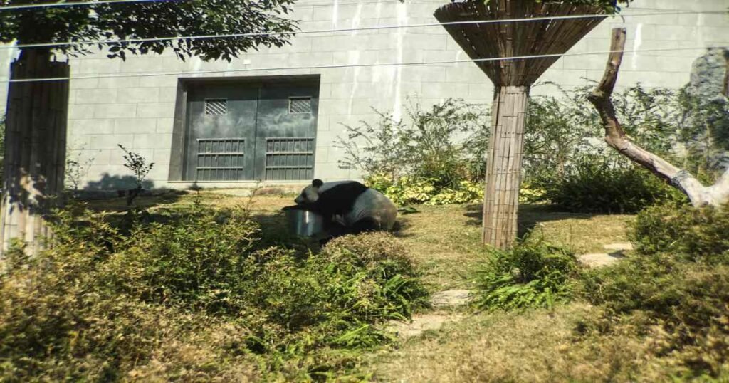 "A giant panda lounging in the Macau Giant Panda Pavilion’s lush, naturalistic habitat."