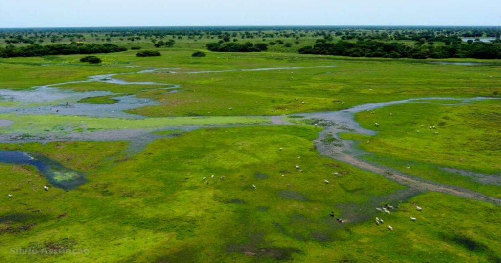 "An aerial view of the Pantanal wetlands."