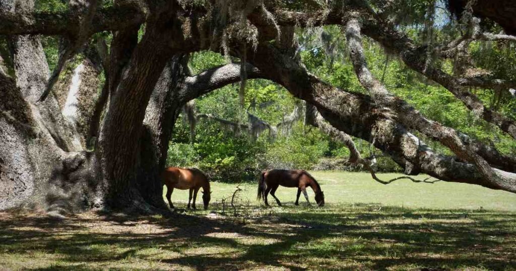 A wild horse grazing on the dunes of Cumberland Island under a blue sky.