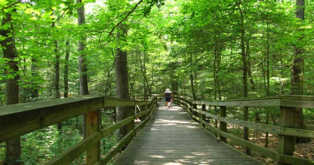 A wooden boardwalk trail winding through a forest in Congaree National Park.