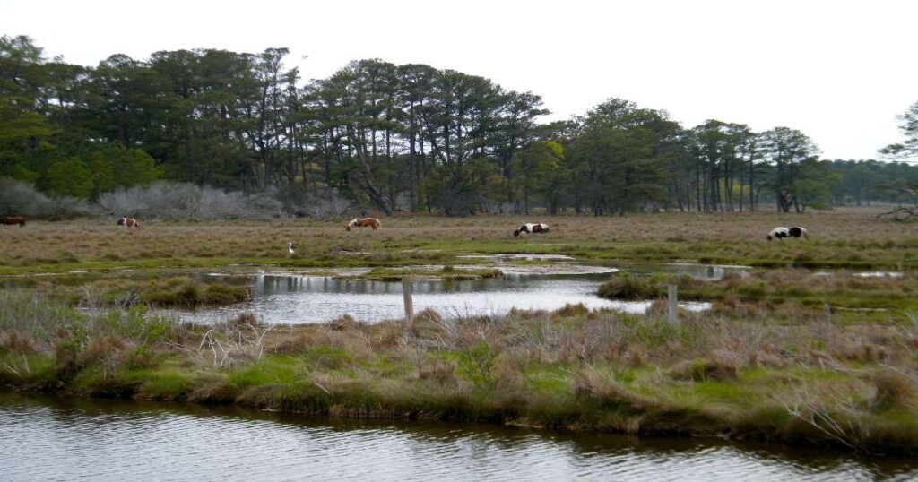 Wild ponies grazing in a lush meadow on Chincoteague Island.