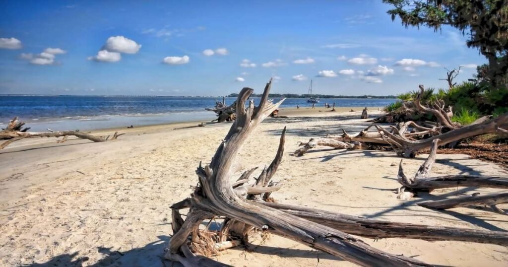 Driftwood Beach at sunrise, with weathered trees and a tranquil ocean backdrop.