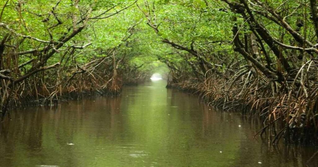 the Everglades with lush greenery and water body