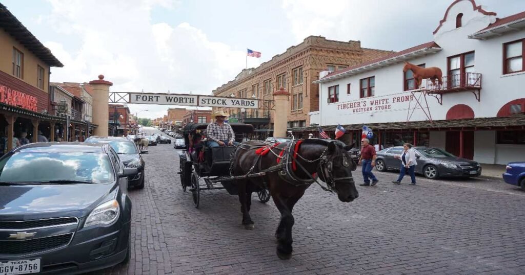 A cattle drive at the historic Fort Worth Stockyards.