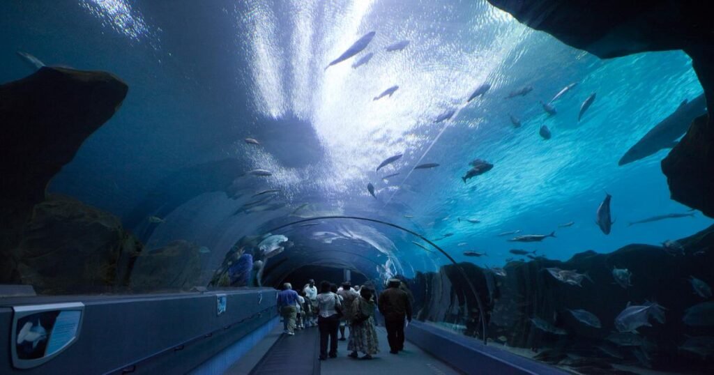 People at Georgia Aquarium seeing several marine species.