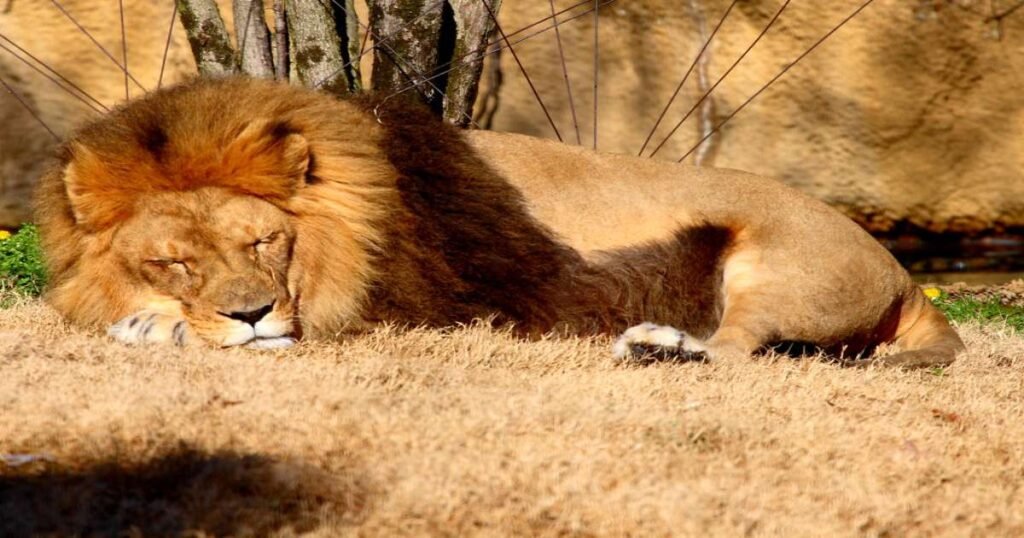 A lion sleeping at Memphis Zoo