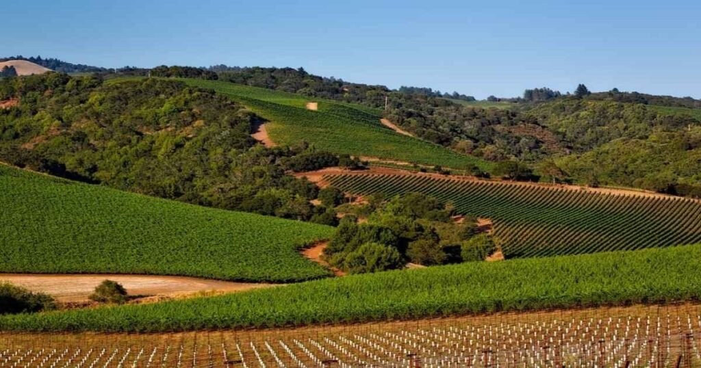 Vineyards stretching across Napa Valley under a golden sunset.