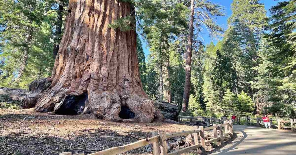 General Sherman Tree towering over the surrounding forest.