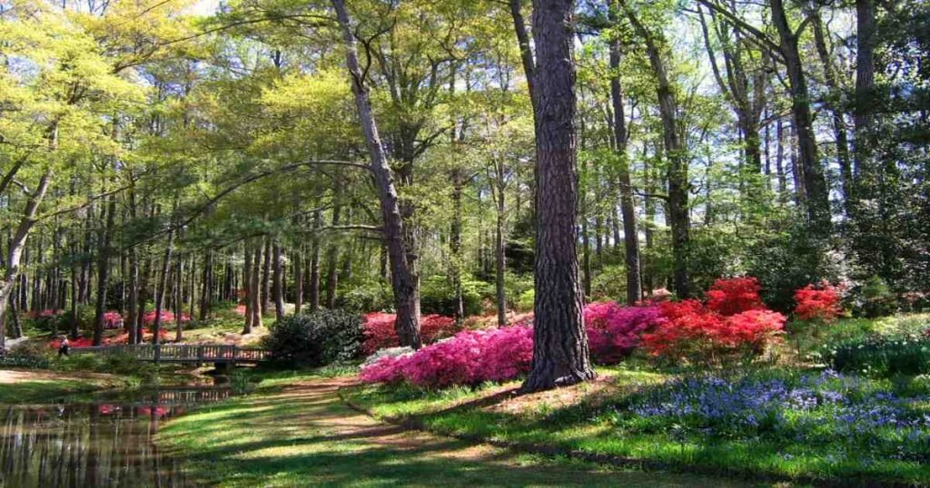 Vibrant flowers surrounding a serene lake at Callaway Gardens.