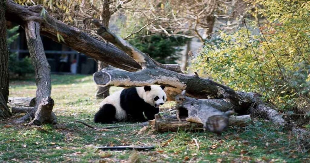 A giant panda munching on bamboo at the National Zoo.